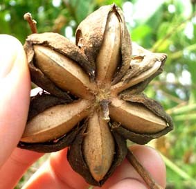 Sacha inchi seeds are rich in nutrients and essential fatty acids, much more than other oilseed plants known. 